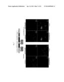 TDP-43-STORING CELL MODEL diagram and image