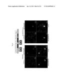 TDP-43-STORING CELL MODEL diagram and image