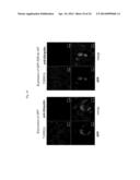 TDP-43-STORING CELL MODEL diagram and image