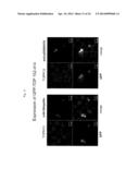 TDP-43-STORING CELL MODEL diagram and image