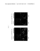 TDP-43-STORING CELL MODEL diagram and image