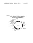 RANKL ANTIBODY-PTH/PTHrP CHIMERIC MOLECULES diagram and image