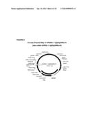 RANKL ANTIBODY-PTH/PTHrP CHIMERIC MOLECULES diagram and image