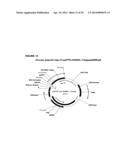 RANKL ANTIBODY-PTH/PTHrP CHIMERIC MOLECULES diagram and image