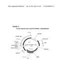 RANKL ANTIBODY-PTH/PTHrP CHIMERIC MOLECULES diagram and image