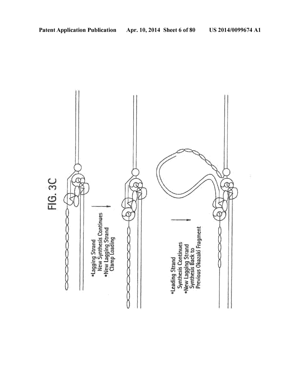 Recombinase Polymerase Amplification - diagram, schematic, and image 07