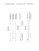 Recombinase Polymerase Amplification diagram and image