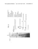 Recombinase Polymerase Amplification diagram and image