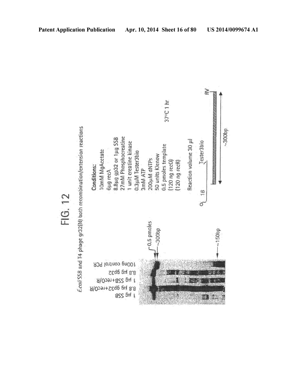 Recombinase Polymerase Amplification - diagram, schematic, and image 17