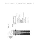 Recombinase Polymerase Amplification diagram and image