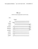 Recombinase Polymerase Amplification diagram and image