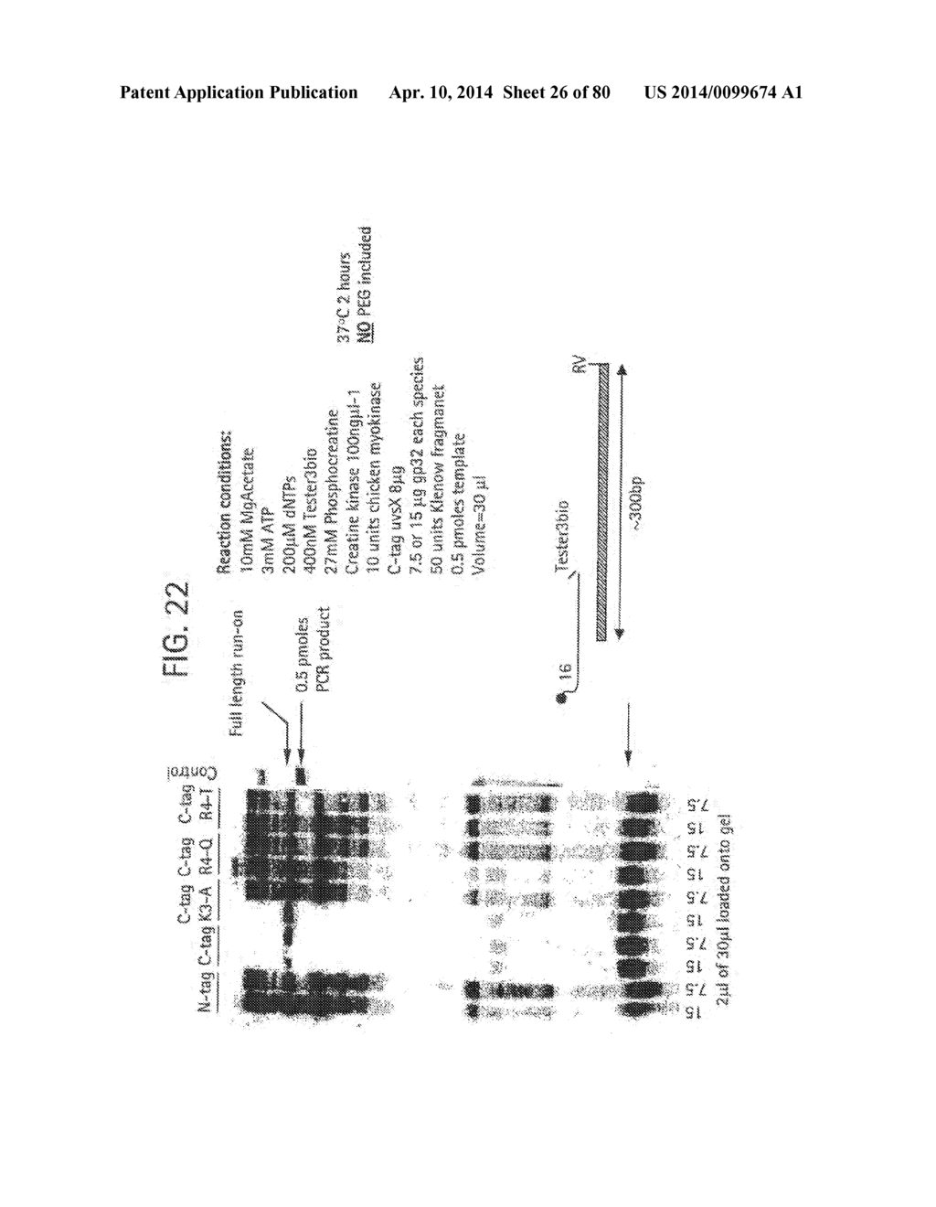 Recombinase Polymerase Amplification - diagram, schematic, and image 27