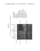 Recombinase Polymerase Amplification diagram and image