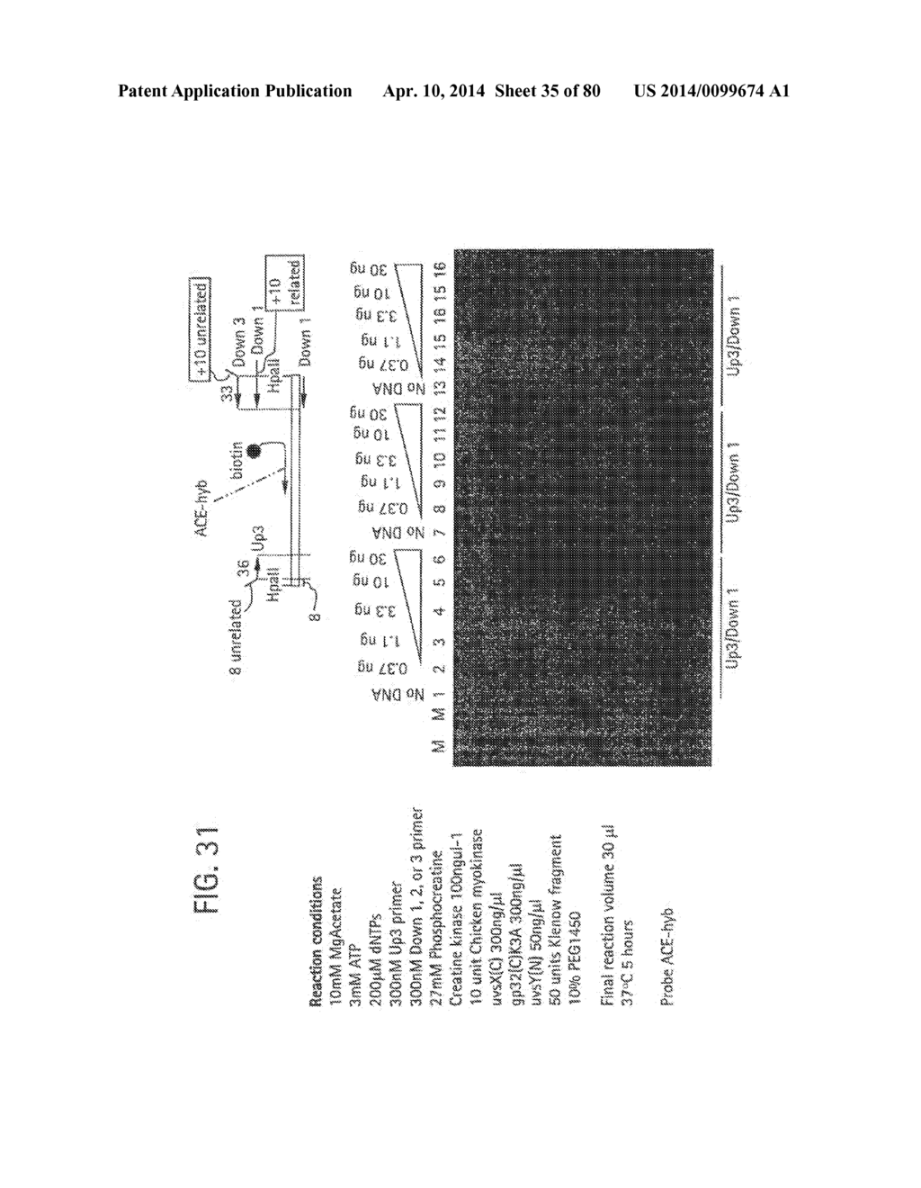 Recombinase Polymerase Amplification - diagram, schematic, and image 36