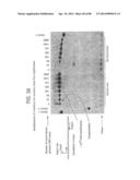 Recombinase Polymerase Amplification diagram and image