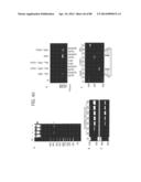 Recombinase Polymerase Amplification diagram and image