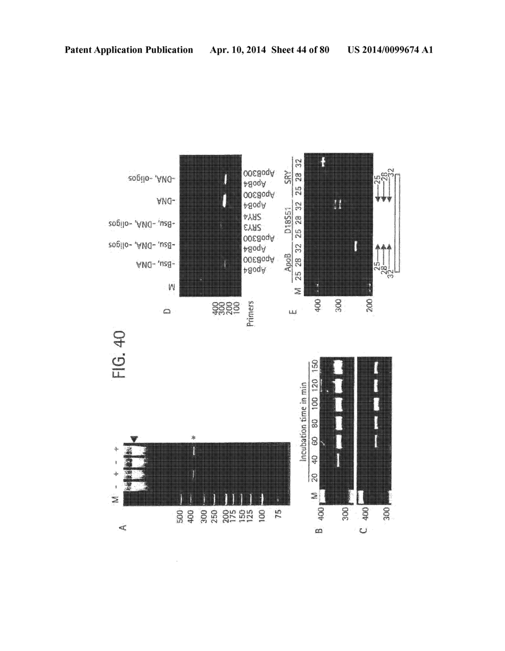 Recombinase Polymerase Amplification - diagram, schematic, and image 45