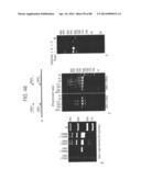 Recombinase Polymerase Amplification diagram and image