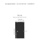 Recombinase Polymerase Amplification diagram and image