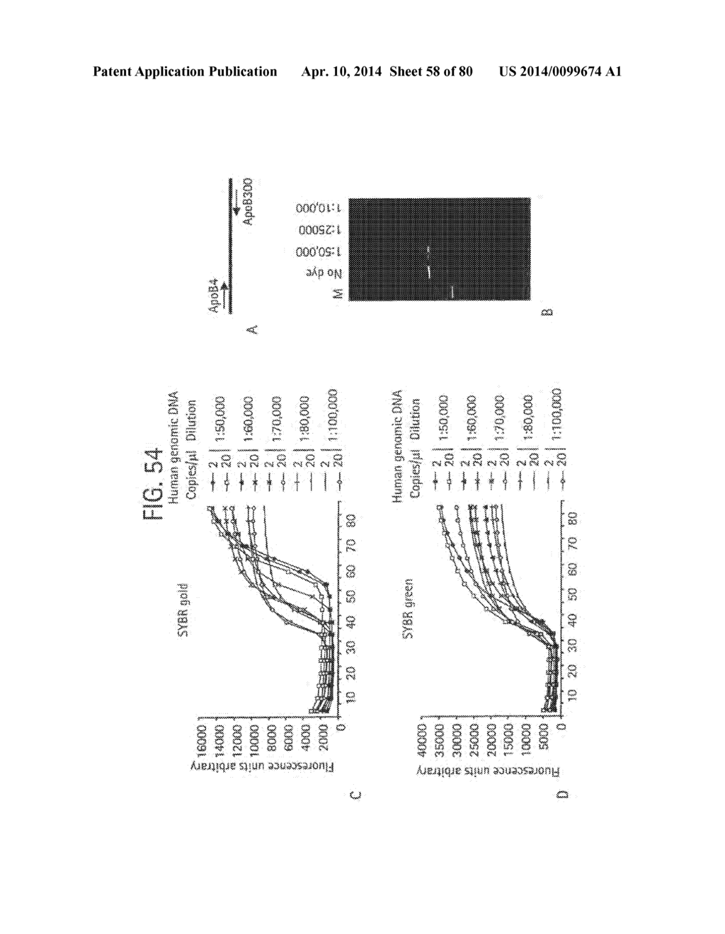 Recombinase Polymerase Amplification - diagram, schematic, and image 59