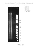 PROCESSES FOR DETECTING OR QUANTIFYING MORE THAN ONE NUCLEIC ACID IN A     LIBRARY diagram and image