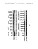 Methods for Diagnosing Breast Cancer Using MicroRNAs diagram and image