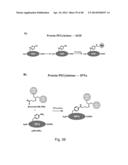 COMPOSITIONS CONTAINING, METHODS INVOLVING, AND USES OF NON-NATURAL AMINO     ACIDS AND POLYPEPTIDES diagram and image