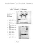 COMPOSITIONS CONTAINING, METHODS INVOLVING, AND USES OF NON-NATURAL AMINO     ACIDS AND POLYPEPTIDES diagram and image