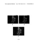 MOLECULES SPECIFICALLY BINDING PANCREATIC BETA CELLS BIOMARKERS diagram and image