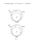 METHOD OF SCREENING FOR COLON CANCER USING BIOMARKERS diagram and image