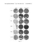 METHOD OF SCREENING FOR COLON CANCER USING BIOMARKERS diagram and image