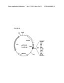 STREPTOMYCES MICROFLAVUS STRAINS AND METHODS OF THEIR USE TO CONTROL PLANT     DISEASES AND PESTS diagram and image