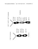 IMMUNOGLOBULIN CONSTANT REGION FC RECEPTOR BINDING AGENTS diagram and image