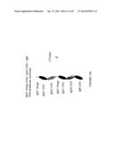 IMMUNOGLOBULIN CONSTANT REGION FC RECEPTOR BINDING AGENTS diagram and image