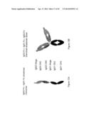 IMMUNOGLOBULIN CONSTANT REGION FC RECEPTOR BINDING AGENTS diagram and image