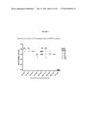 Immunogenic HPV L2-Containing VLPs and Related Compositions, Constructs,     and Therapeutic Methods diagram and image