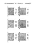 SILK MICROSPHERES FOR ENCAPSULATION AND CONTROLLED RELEASE diagram and image