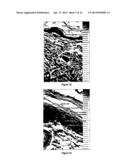 METHODS AND COMPOSITIONS FOR MAINTAINING AND IMPROVING THE HEALTH OF SKIN diagram and image