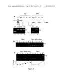 METHOD OF ASSAYING DNA TOPOISOMERASES AND DNA BINDING PROTEINS USING HIGH     THROUGHPUT SCREENING diagram and image