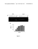 METHOD OF ASSAYING DNA TOPOISOMERASES AND DNA BINDING PROTEINS USING HIGH     THROUGHPUT SCREENING diagram and image