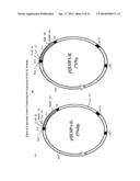 Peptide Analogues of PA-IL and Their Utility for Glycan and Glycoconjugate     Analysis and Purification diagram and image