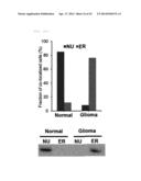 METHOD FOR DIAGNOSING GLIOMA AND SCREENING FOR THE THERAPEUTICS OF GLIOMA     THROUGH IDENTIFYING PROTEIN RELOCATION diagram and image