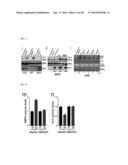 METHOD FOR CONTROLLING NAD(P)/NAD(P)H RATIO BY OXIDOREDUCTASE diagram and image