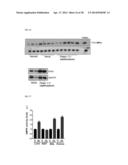 METHOD FOR CONTROLLING NAD(P)/NAD(P)H RATIO BY OXIDOREDUCTASE diagram and image