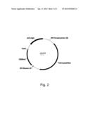 Polypeptides Having Carboxypeptidase Activity And Polynucleotides Encoding     Same diagram and image