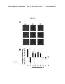 METHODS AND COMPOSITIONS FOR HIGH EFFICIENCY TRANSFECTION OF siRNA diagram and image