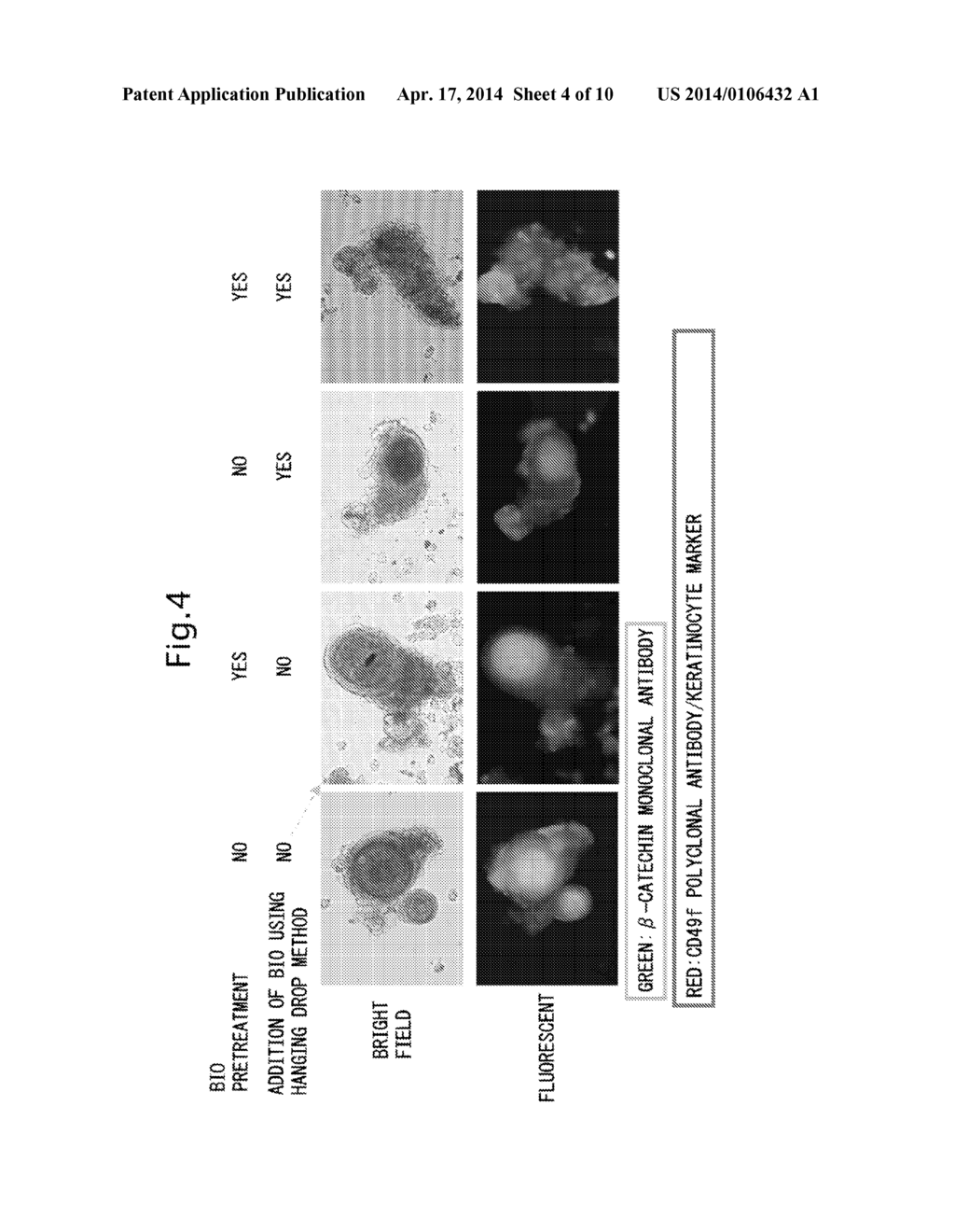 CELL MASS CAPABLE OF SERVING AS A PRIMITIVE ORGAN-LIKE STRUCTURE COMPRISED     OF A PLURALITY OF CELL TYPES OF SOMATIC ORIGIN - diagram, schematic, and image 05