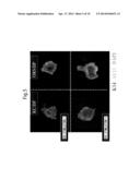 CELL MASS CAPABLE OF SERVING AS A PRIMITIVE ORGAN-LIKE STRUCTURE COMPRISED     OF A PLURALITY OF CELL TYPES OF SOMATIC ORIGIN diagram and image