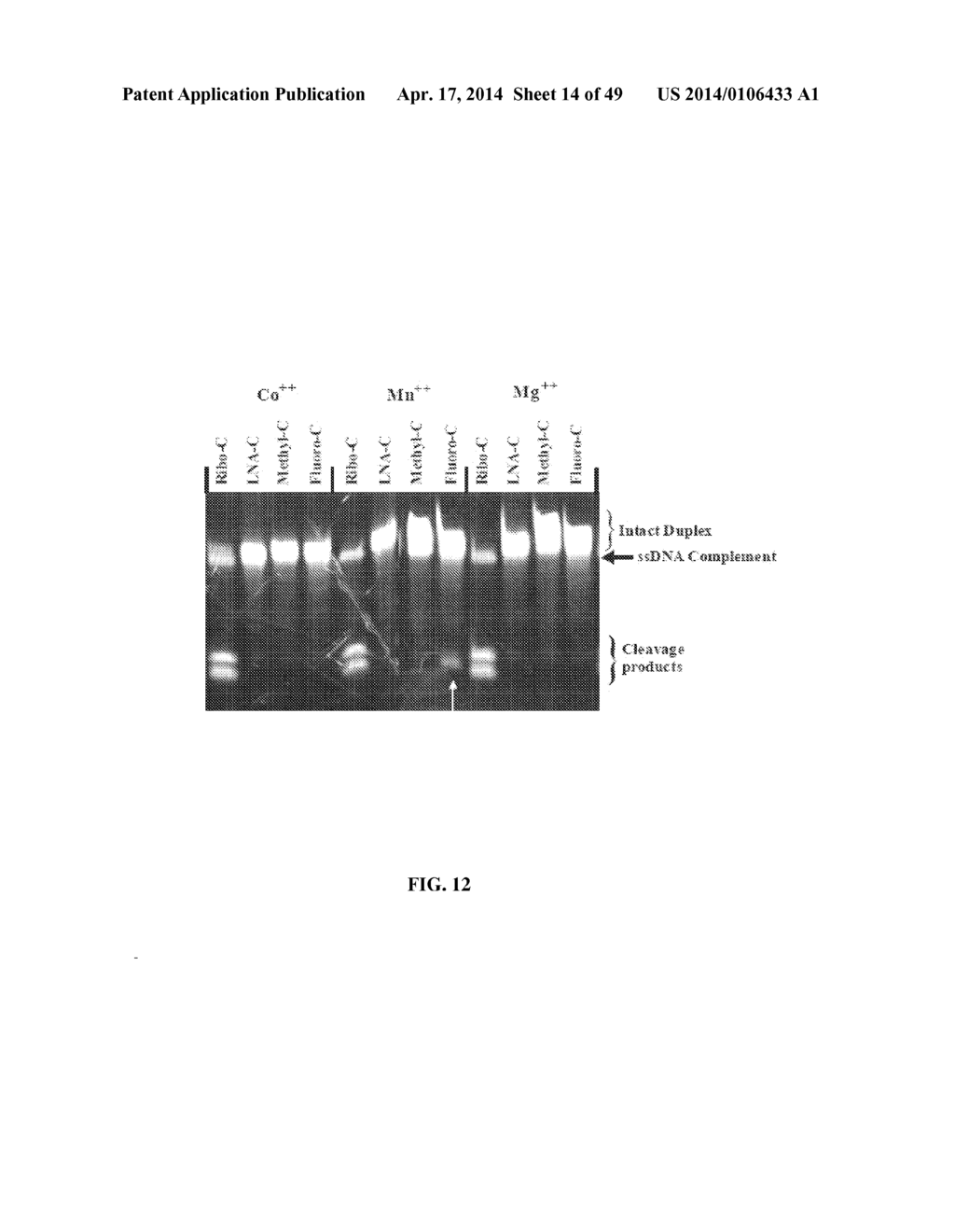 RNase H-Based Assays Utilizing Modified RNA Monomers - diagram, schematic, and image 15