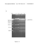 Conjugative Plasmids and Methods of Use Thereof diagram and image